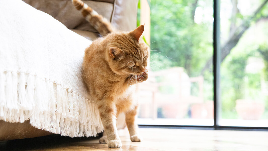 Why Cats Overgroom How to Stop It Purina